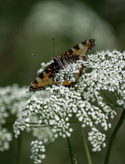 butterfly on a flower