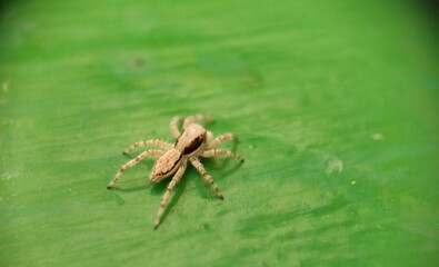 spider on a green leaf