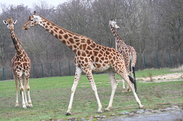 Giraffes