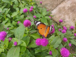 butterfly on a flower