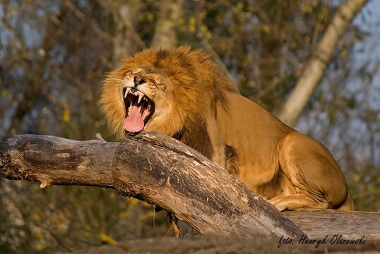 lew