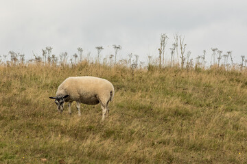Solitary free range organic sheep grazing on English hillside pasture. Norfolk countryside image