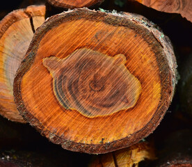 Echte Zwetschge; Prunus domestica; plum tree; Zwetschgenholz-Baumscheibe;