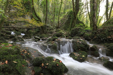 Petit ruisseau en forêt en automne 