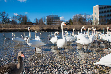 lots of swans and gooses at riverside Isar river munich