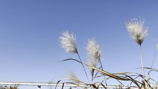 silver grass swaying in the wind and sky