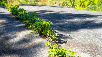Lingonberry bushes grow on rock or stone. Desire to survive. Forest or wild berries. Vaccinium vitis-idaea or partridgeberry or mountain cranberry or cowberry