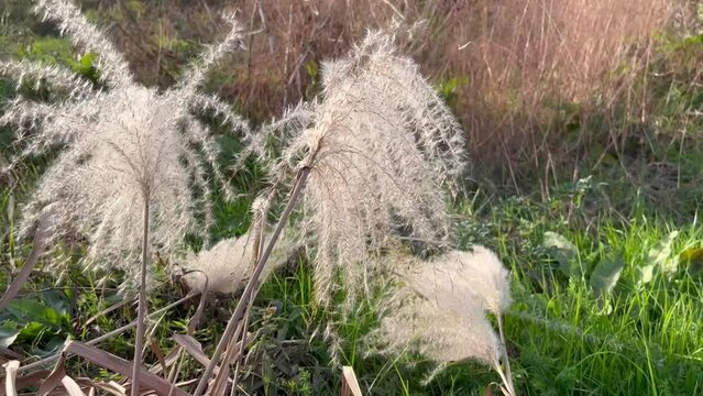 silver grass swaying in the wind