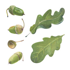 Watercolor acorns and leaves. Watercolor autumn nature set. Isolated on a white background.