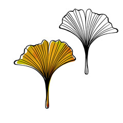 Two Ginkgo biloba leaves as design elements. Black and white and colourful leaves. Hand drawn sketch style. Line art. Autumn leaves pattern. Isolated on white