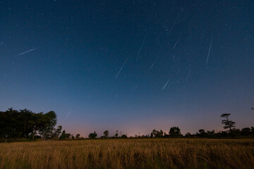 A sky with many shooting stars in the middle of the meadow
