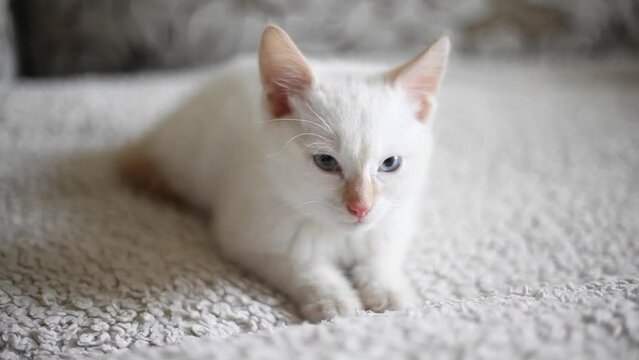 White kitten on the bed. Pet at home. Dear animal. The kitten is scared.