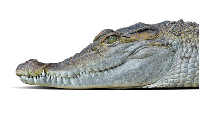 Freshwater crocodile ( Crocodylus mindorensis ) isolated on transparent background, PNG. - 554490645