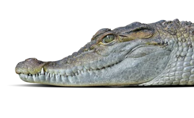 Zelfklevend Fotobehang Freshwater crocodile ( Crocodylus mindorensis ) isolated on transparent background, PNG. © vencav