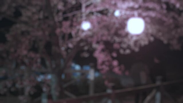 夜景に浮かぶ夜桜