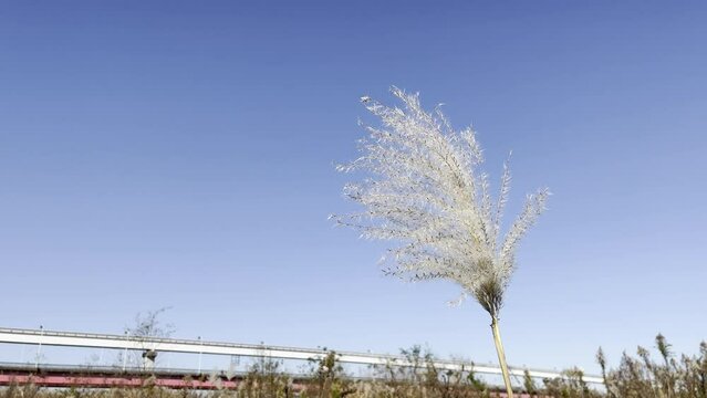 silver grass swaying in the wind and sky