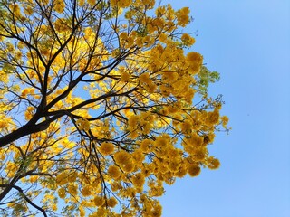 yellow tree ipe