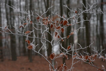 hoarfrost in the beech forest,raureif im buchenwald