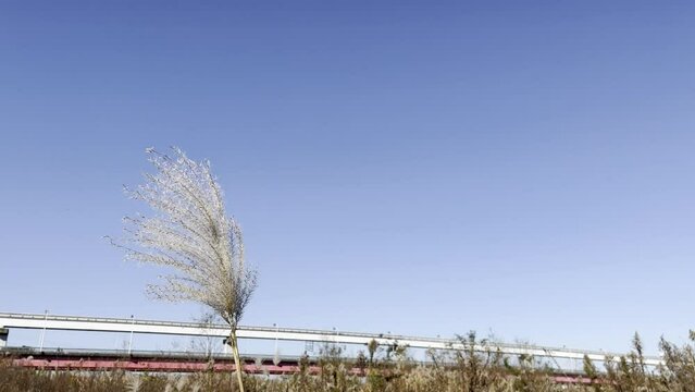 silver grass swaying in the wind and sky