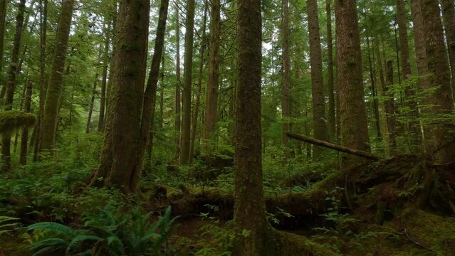 Scenic Hiking Trail in the Rainforest with vibrant green trees. San Josef Bay, Cape Scott Provincial Park, Northern Vancouver Island, BC, Canada. Canadian Nature Background. Cinematic 4k