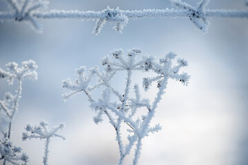 Dried flowers in fluffy hoarfrost and barbed wire in hoarfrost.