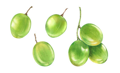 Watercolor green grapes. Big collection of fruits on a branch. Realistic botanical illustration with ripe juicy grape. Hand drawn exotic food design element for label design