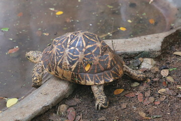  Tortois busy at the zoo Tortois busy at the zoo Tortois busy at the zoo Tortois busy at the zoo Tortois busy at the zoo