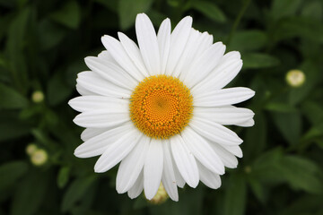 Obraz premium White Daisy in Flower Garden