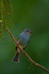 nilgiri flycatcher on the branch