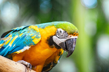 Caribbean island wildlife and flora