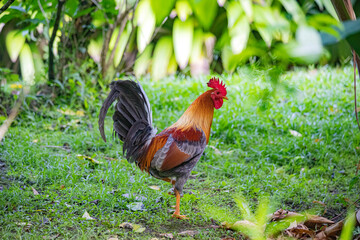 Caribbean island wildlife and flora