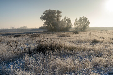 landscape in the morning during winter time, snow covered grass