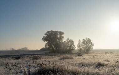 Fototapeta premium snow covered tree in the field during winter time