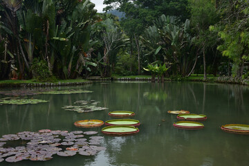 Green tropical pond with
Victoria amazonica and traveler's palms in the botanical garden of Rio de Janeiro in Brazil