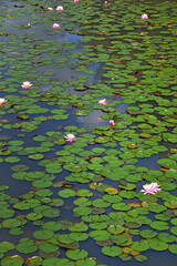 Flowering pond with pink water lilies and blue sky reflection in the botanical garden in Sao Paulo in Brazil