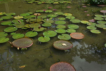 
Victoria amazonica and a pink water lily in a pond in a botanical garden in S&atilde;o Paulo, Brazil