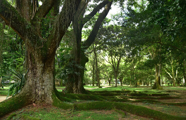 
summer green tropical tree with large roots and tropical plants in the botanical garden of rio de janeiro in brazil