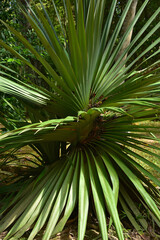 Closeup of the pandanus tree in Brasil 
