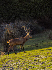 Deer in Donana National Park in Spain A UNESCO World Heritage Site