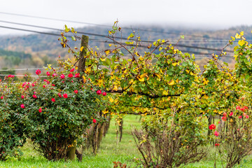 Fototapeta na wymiar Autumn fall season rural countryside at Charlottesville winery vineyard with red roses flowers in Blue Ridge mountains of Virginia with fog mist cloudy sky