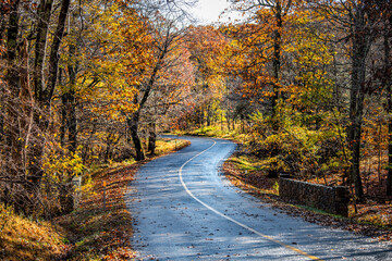 Colorful yellow orange foliage in autumn fall season on Fawn Ridge drive in Wintergreen Resort, Virginia with paved asphalt curvy winding road landscape