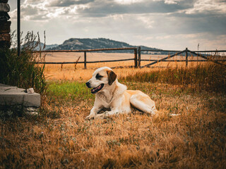  Anatolian Shepherd Dog Smiling In The Mountain Sun