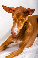 Vertical studio portrait, close-up, of a female canary hound puppy. 
Reddish brown color, with white line on the face and yellow eyes. The dog is lying down, looking to the right and down