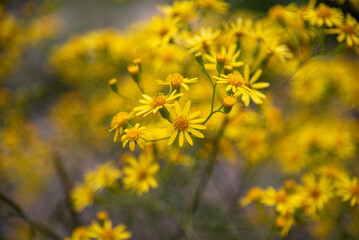Natural flowers in the garden
