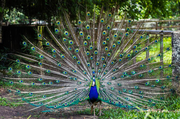 Obraz premium Peacock displaying its plumage