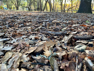 fallen autumn leaves