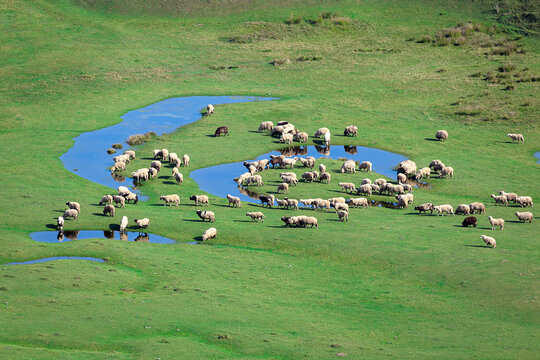 Thursday plateau and grazing sheep. ordu. aybasti