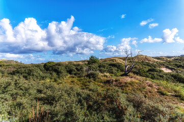Zandvoort, Netherlands, Landscape with Plants