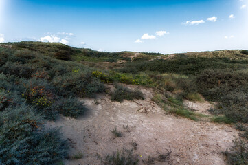 Zandvoort, Netherlands, Landscape with Plants
