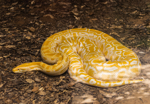 Yellow Python Images – Browse 10,138 Stock Photos, Vectors, and Video ...